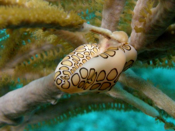 Monnaie des caraibes  Cyphoma gibbosum